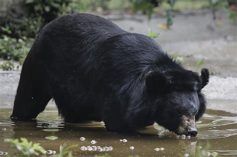 Update Duluth Man Convicted Of Illegally Dumping Bear Carcass