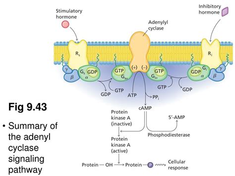 Ppt Chapter Lipids And Membranes Powerpoint Presentation Free