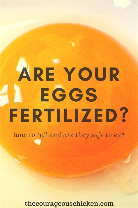 How To Tell If Eggs Are Fertile • The Courageous Chicken Chicken Eggs Chickens Chickens Backyard