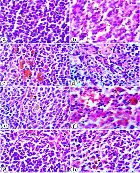 Photomicrographs Of Rat Spleen Stained With H E Stain Showing A