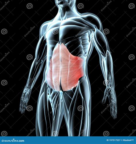 3d Illustration of the Transverse Abdominis Muscles on Xray Musculature Stock Illustration ...