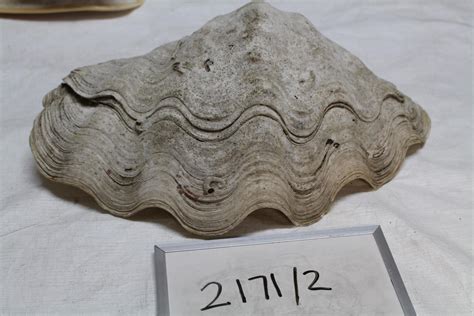 giant clam shell te awamutu museum