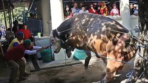 Ngamuk Sapi Sumbangan Jokowi Saat Akan Disembelih Di Masjid Istiqlal