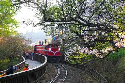 阿里山櫻花季開跑》5 大賞櫻名所第一站，先看百年「櫻王」指標樹預測花況 Vidaorange 生活報橘