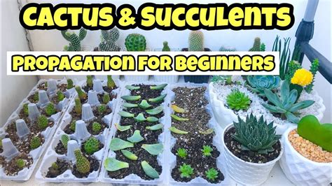 How To Propagate Cactus And Succulents Fast And Easy Youtube