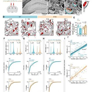 Contextual Fear Extinction Induces Transient Phosphorylation Of