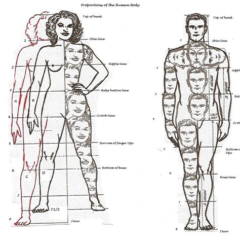 Proportions Of The Human Body Drawing Body Proportions Body Proportion Drawing Human Figure