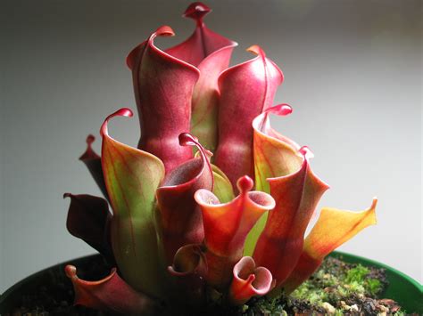 My Heliamphoras Pictures Heavy Heliamphora Carnivorous Plants Uk