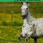 75 Excellent Names for Your Black & White Horse - Helpful Horse Hints