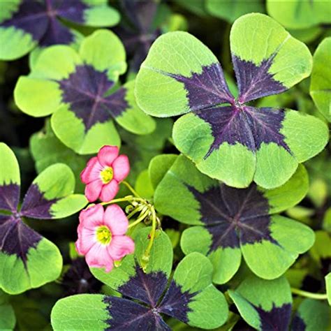 13 of the Best Types of Oxalis to Grow in Your Garden