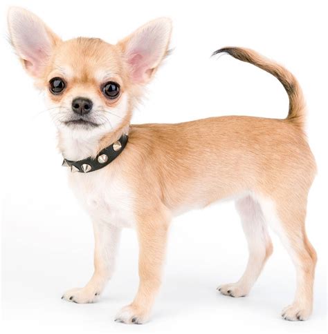 Chihuahua Breeders - Complete Worldwide List