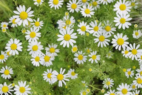 What S The Difference Between English And German Chamomile