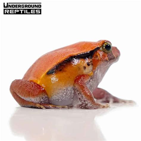 Tomato Frogs For Sale - Underground Reptiles