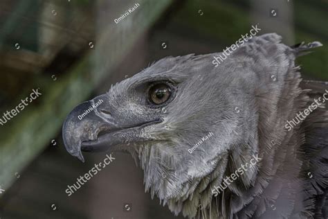 Close-up profile portrait of a harpy eagle. The American harpy eagle (Harpia harpyja) lives in ...