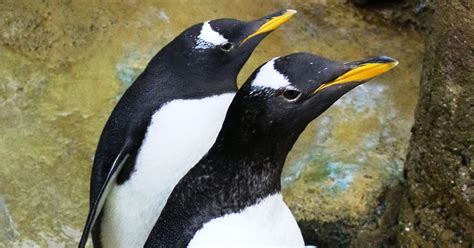 New Gentoo Penguins Arrive At Detroit Zoo