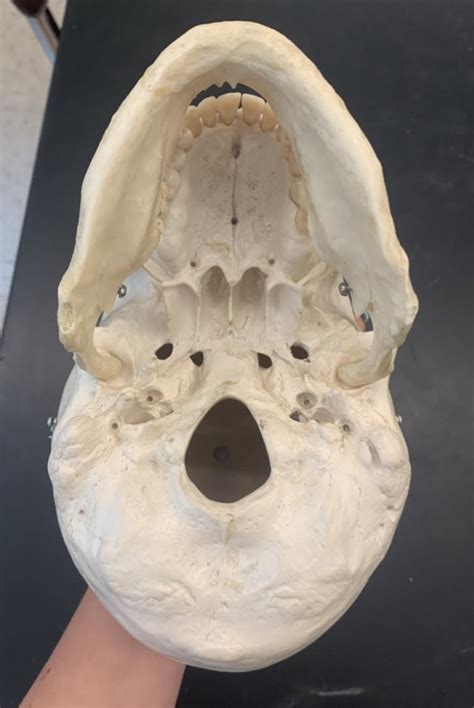 view diagram quizlet