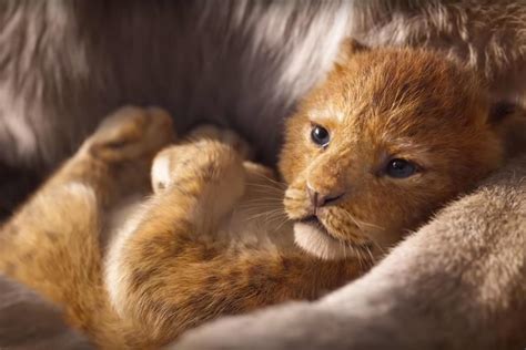 Lion King 2019 Cast Trailer Release Date And More What We Know So