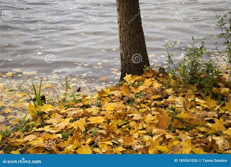 L Automne Et Feuilles D Arbres Forestiers Du Parc Et De Secours