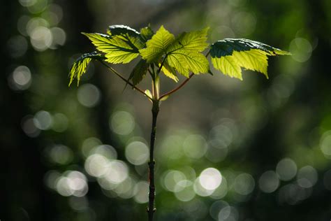 Wallpaper Sunlight Forest Nature Branch Insect Green Yellow