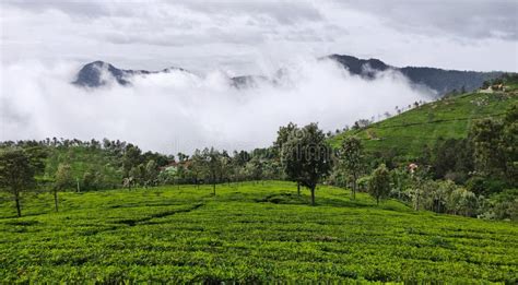 Tea Gardens on the Hills of Coonoor Under the Rainy Clouds of Monsoon ...