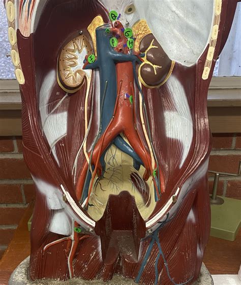 Torso Blood Vessels Diagram Quizlet