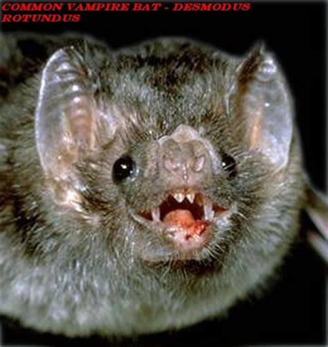 The Blood Feeding Vampire Bats The Sanguivorous Mammals