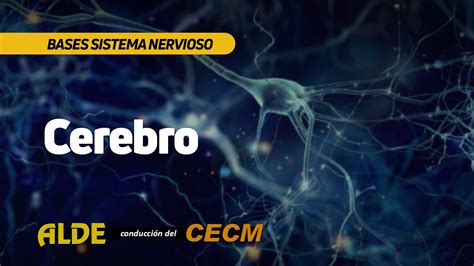 Curso Bases Sistema Nervioso 3ra Clase Cerebro YouTube