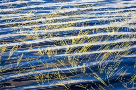 'Sweet-Grass And Ripples' By Theo Bosboom, The Netherlands, Plants And ...