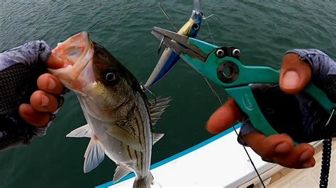 El Mejor Senuelo Para Pescar Striped Bass Best Lure For Stripers Youtube