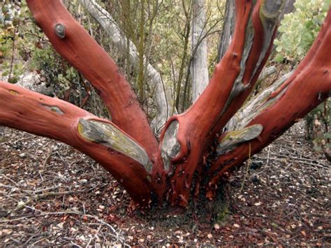 Manzanita Bloom California