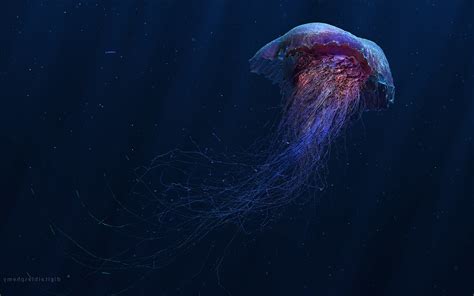 digital Art, Jellyfish Wallpapers HD / Desktop and Mobile Backgrounds