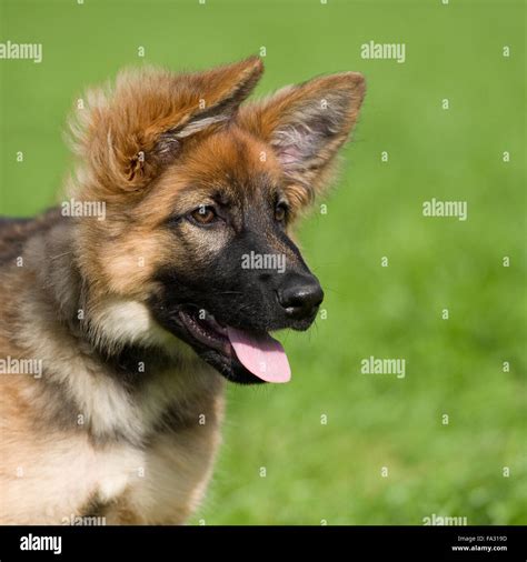 German Shepherd Dog Puppy Stock Photo Alamy