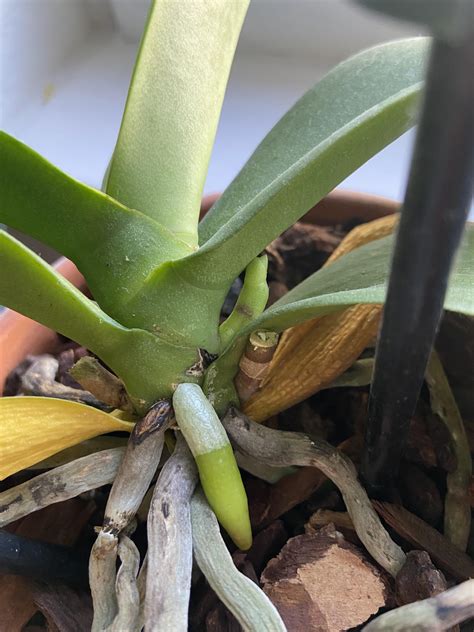 Mystery rescue Phal pushing out a new spike! : r/orchids