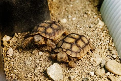 Desert Tortoise Hatchlings Recently Arrived At The Living Desert