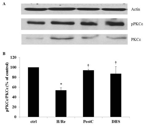 Effect of postconditioning and DHS on protein kinase C epsilon PKCε