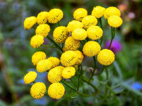 Tansy In Landscaping How To Keep Tansy From Taking Over The Garden