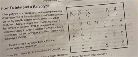 Solved Worskname How To Interpret A Karyotype A Karyotype Is A