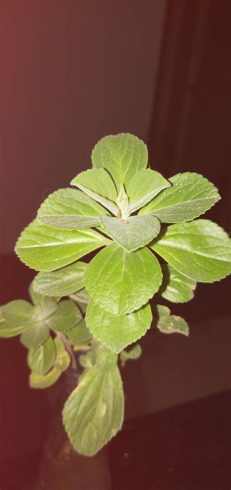 Found Brisbane, Aus. Has a really pungent smell, grows kind of bushy when there's lots : r ...