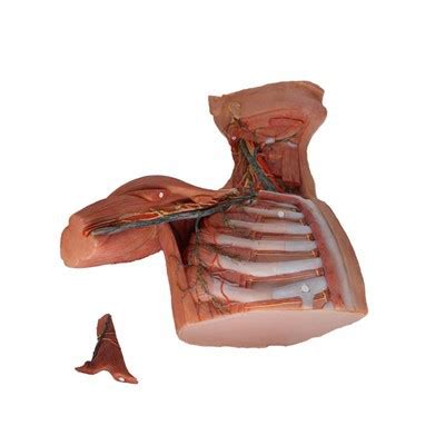 China Human Simulated Anatomical Model Manufacturers Suppliers Factory