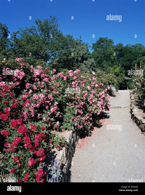 Rosarium Sangerhausen Fotos Und Bildmaterial In Hoher Aufl Sung Alamy