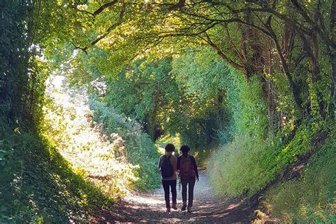 The Path To Halnaker Windmill A Magical Tunnel Of Trees Sussex Bloggers