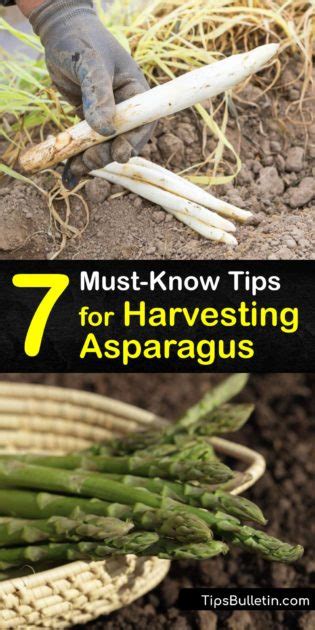 7 Must-Know Tips for Harvesting Asparagus