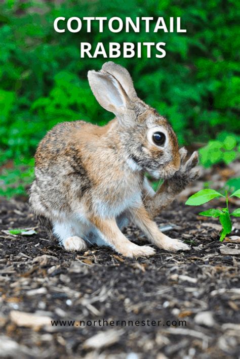 Cottontail Rabbits Complete Guide 2024 Northern Nester