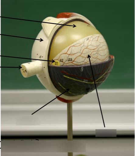 Eye Model 2 Diagram Quizlet