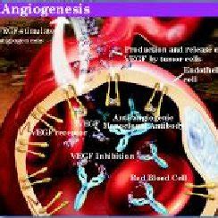 1. Angiogenesis Inhibitors: Cellular Targets and Stage of Clinical ...