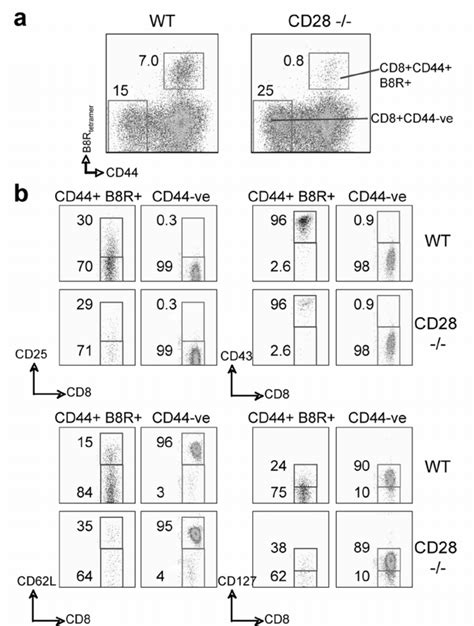 Effector Vacv Specific Cd T Cells In Cd Mice Exhibit A