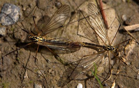 Mating Mosquitoes Flickr Photo Sharing