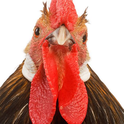 Chicken Animal Stock Photos Kimballstock