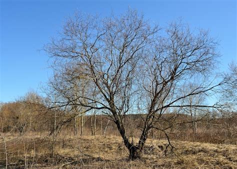 Árbol Bifurcado Entre Matorrales De Arbustos Y Hierba Contra Un Cielo