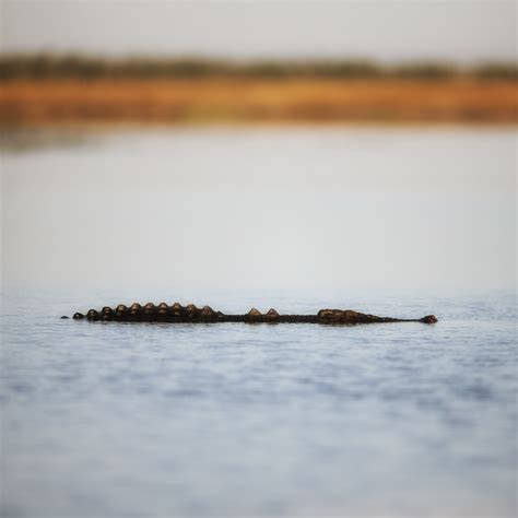 Saltwater Crocodiles - wildfoto